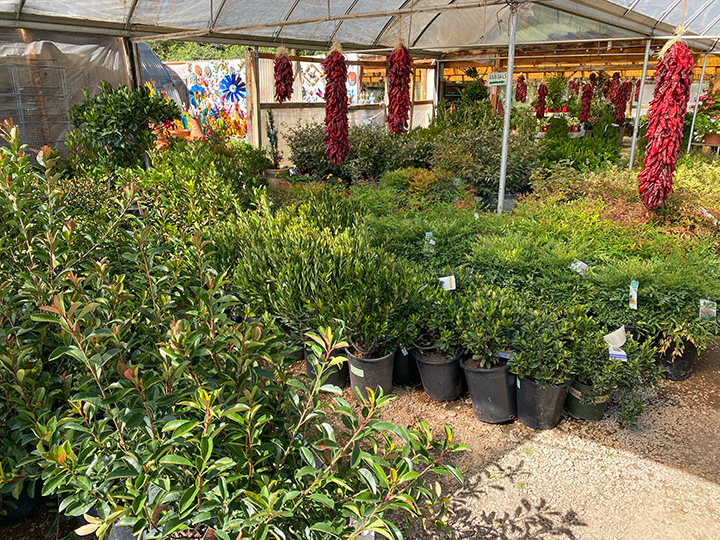 Jericho Nursery | Lush and Green are Fall and WINTER colors!