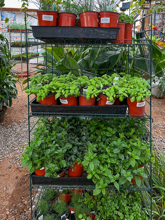 Jericho Nursery | A Most Magnificent Evergreen Forest Awaits!