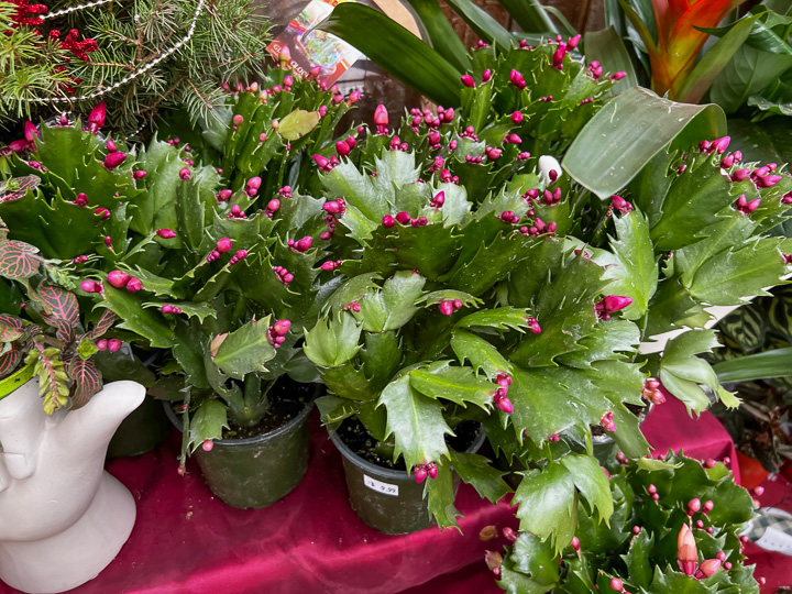 Jericho Nursery | A Most Magnificent Evergreen Forest Awaits!