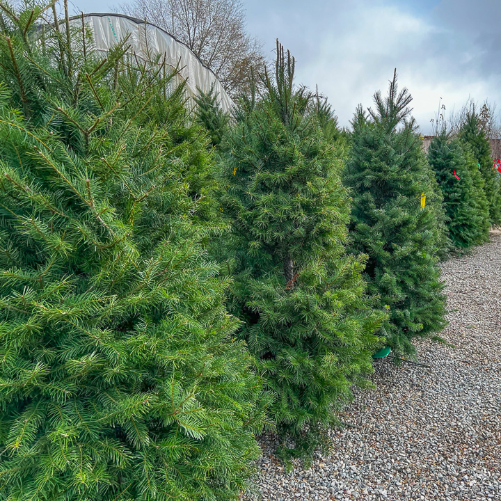 Jericho Nursery | A Most Magnificent Evergreen Forest Awaits!