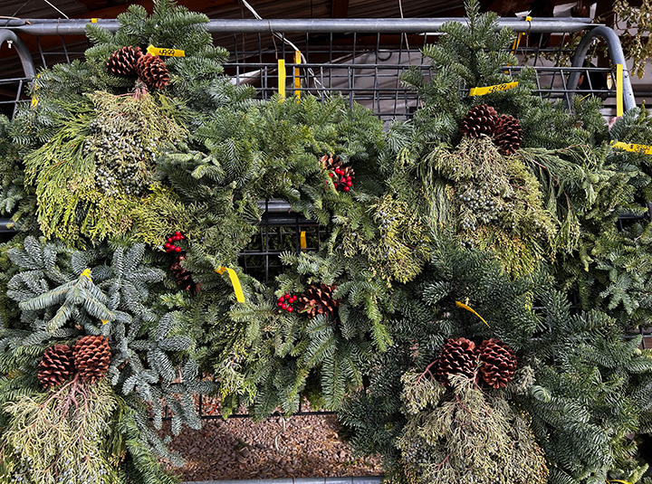 Jericho Nursery | A Most Magnificent Evergreen Forest Awaits!