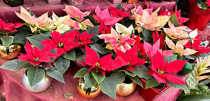 Jericho Nursery | The inspector has inspected! Reveals the SECRET SAUCE of a Jericho Christmas tree… Jericho Nursery | The inspector has inspected! Reveals the SECRET SAUCE of a Jericho Christmas tree…