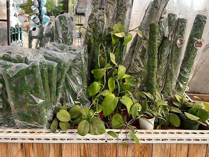 Jericho Nursery | Pruning Time… Pruning Seminar (SOLD OUT) tomorrow and a great day for browsing new arrivals.