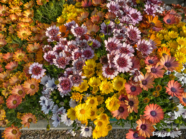 Jericho Nursery | LOOK what the SQUALL blew in!