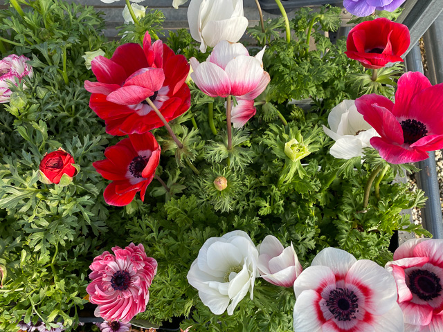 Jericho Nursery | LOOK what the SQUALL blew in!
