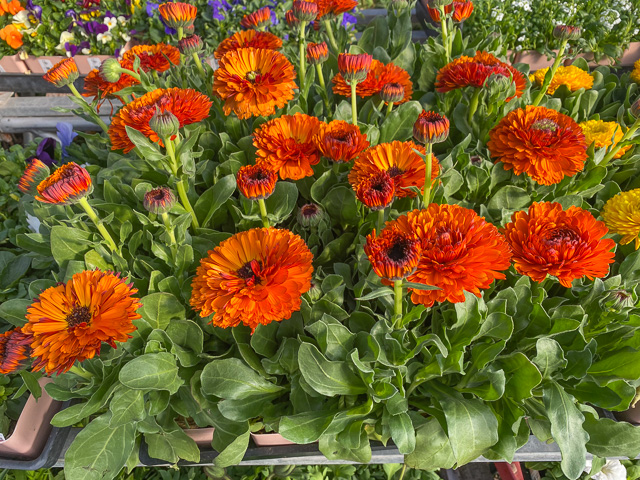 Jericho Nursery | LOOK what the SQUALL blew in!