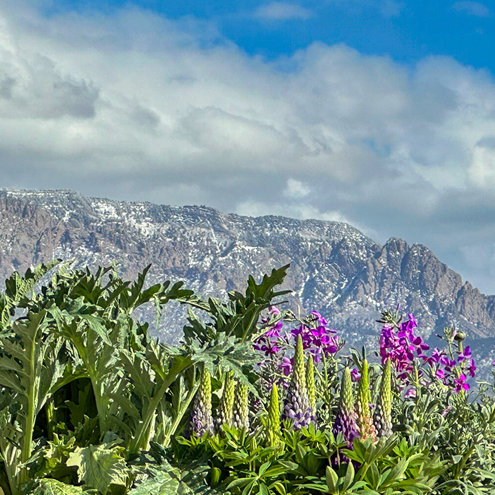 Jericho Nursery | LOOK what the SQUALL blew in!