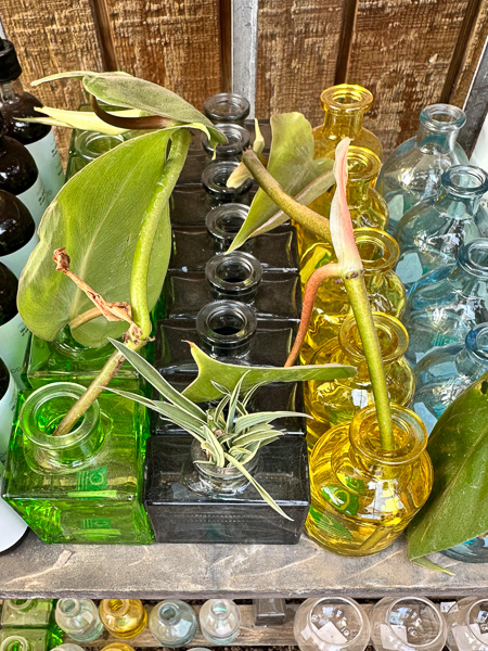 Jericho Nursery | The 12 Seasons of New Mexico Jericho Nursery | The 12 Seasons of New Mexico