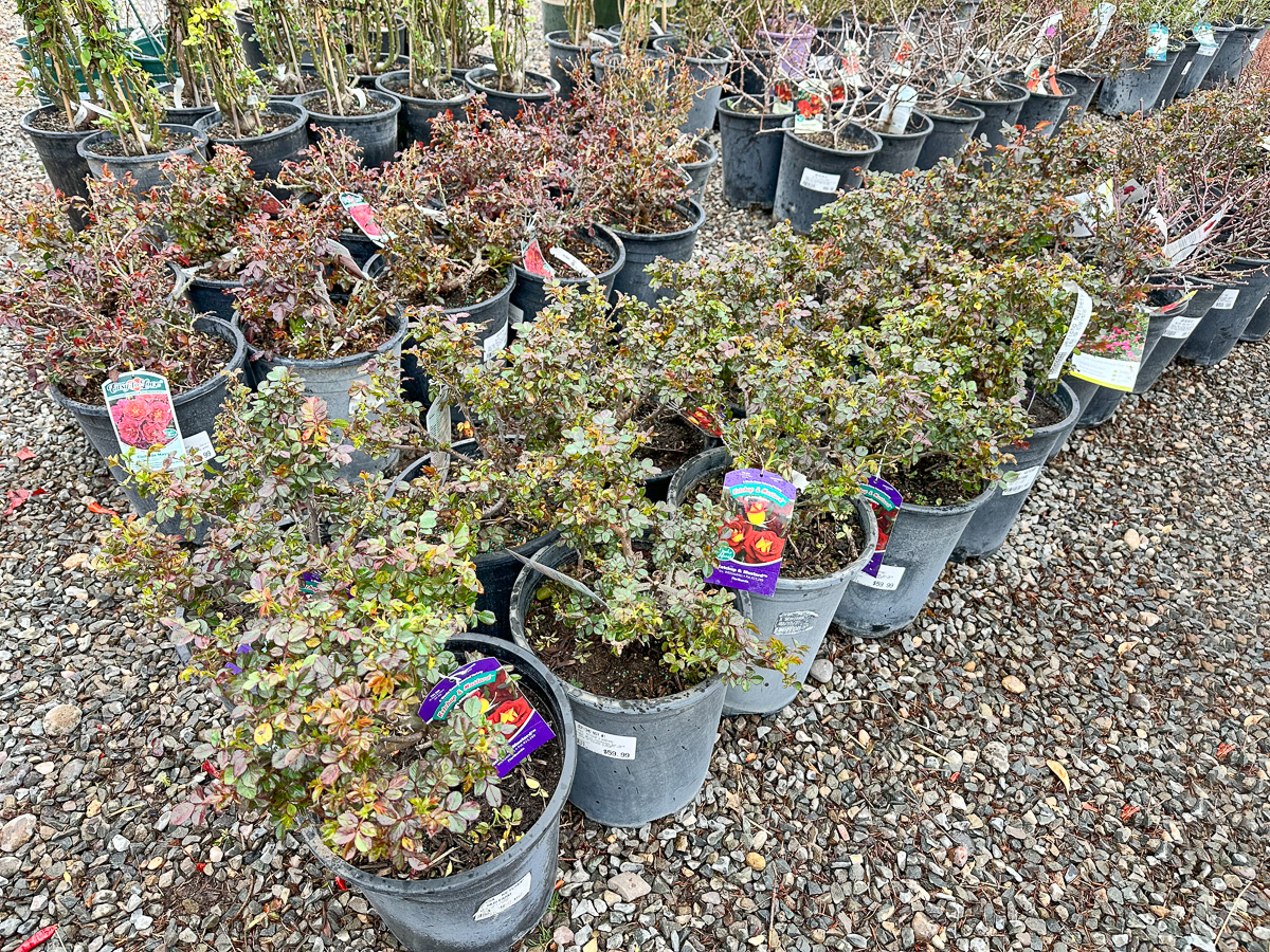 Jericho Nursery | Wow! I never imagined you had so much…