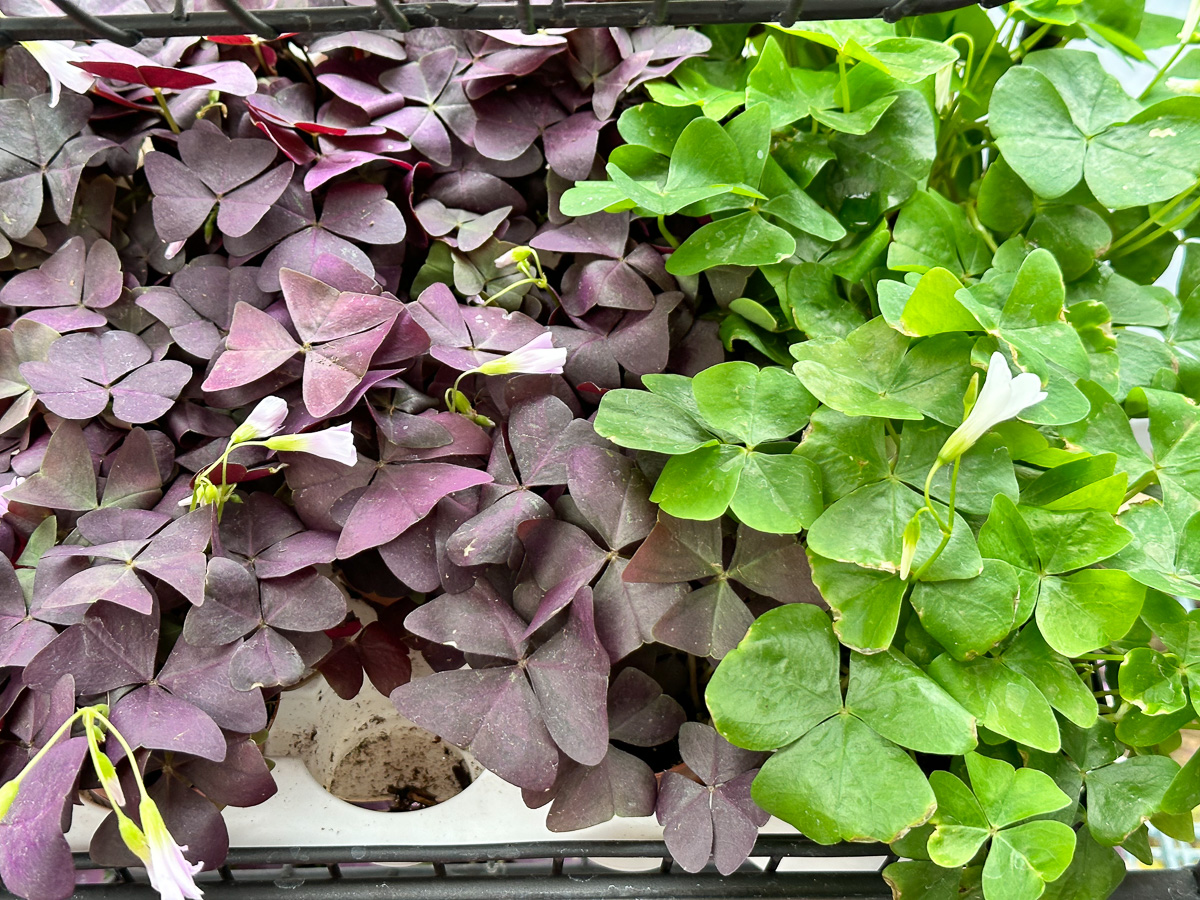 Jericho Nursery | Wow! I never imagined you had so much…