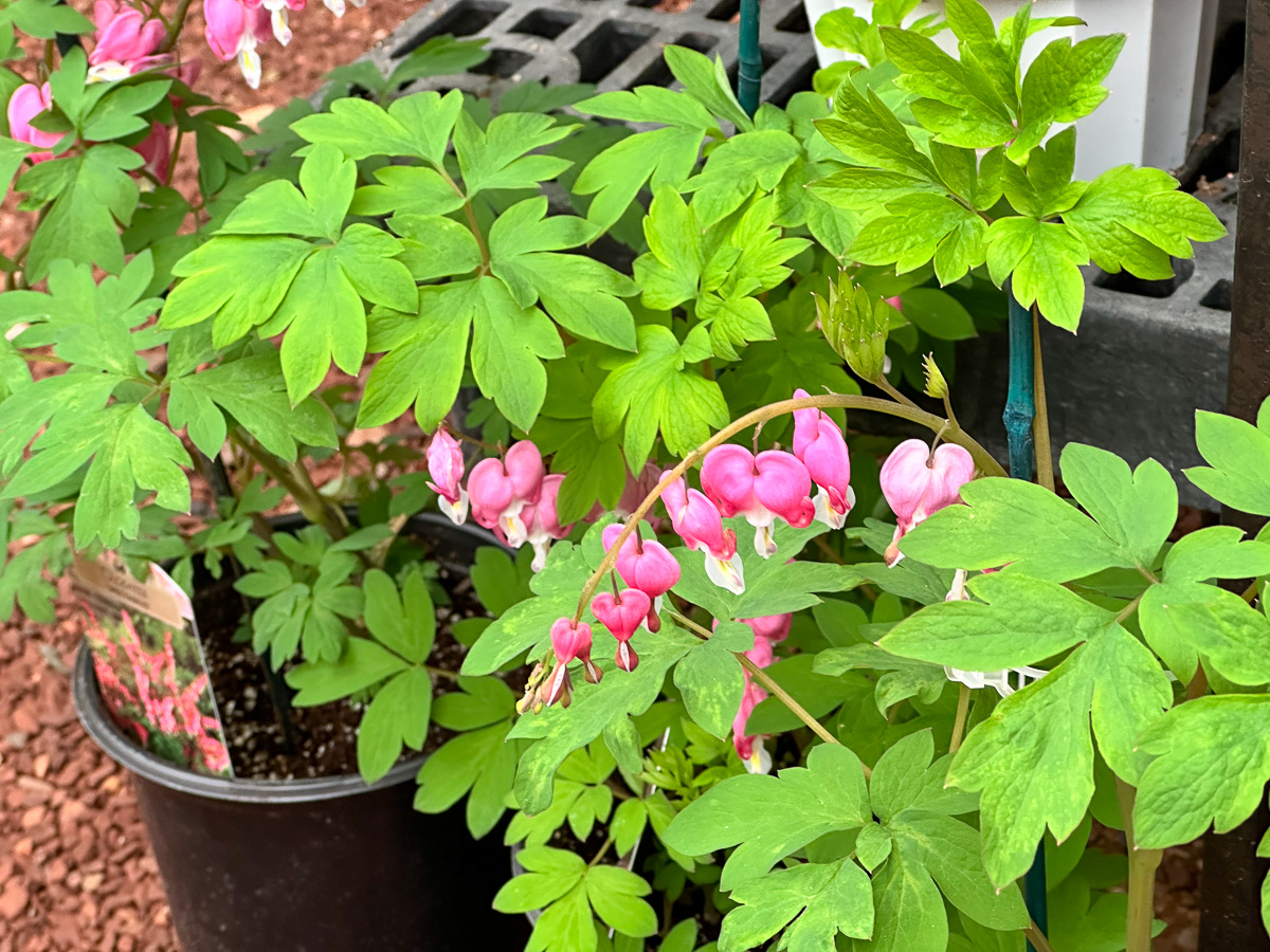 Jericho Nursery | Wow! I never imagined you had so much…
