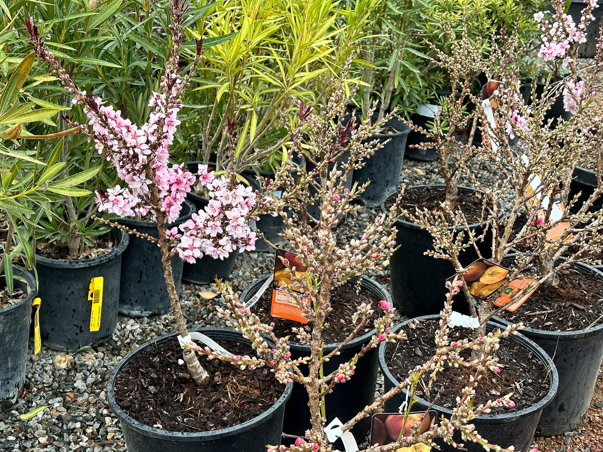 Jericho Nursery | Wow! I never imagined you had so much…