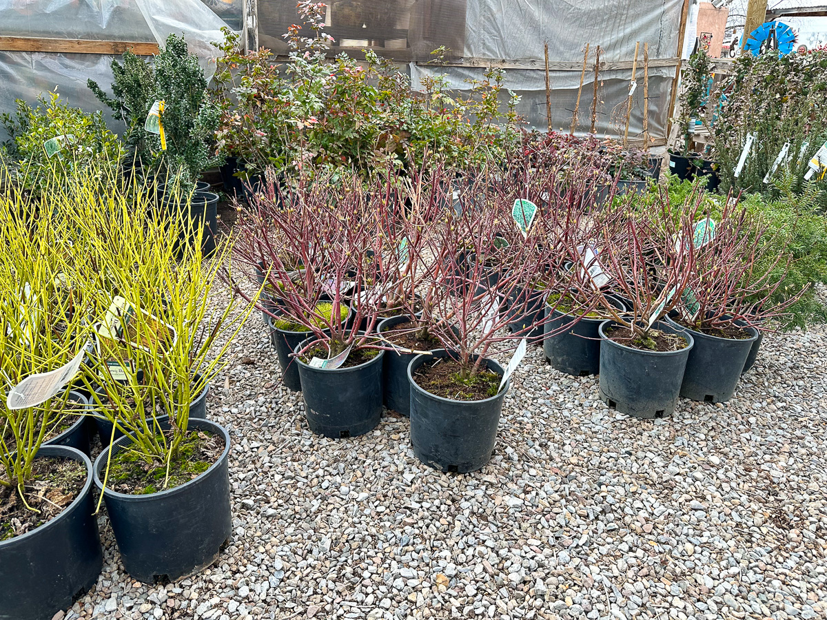 Jericho Nursery | Wow! I never imagined you had so much…
