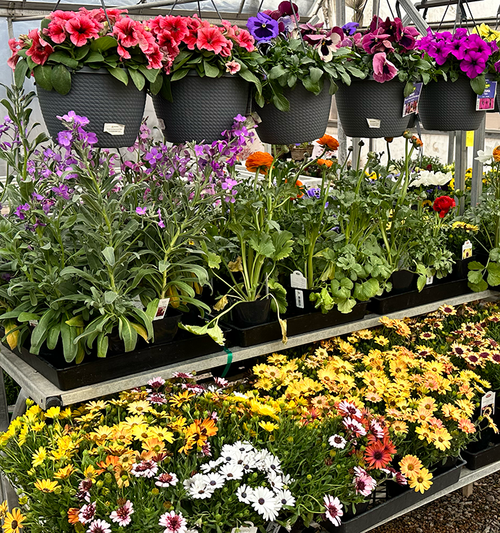 Jericho Nursery | Hey, Bud… Jericho Nursery | Hey, Bud…