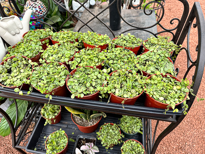 Jericho Nursery | It’s kinda CHILLY in here… Jericho Nursery | It’s kinda CHILLY in here…