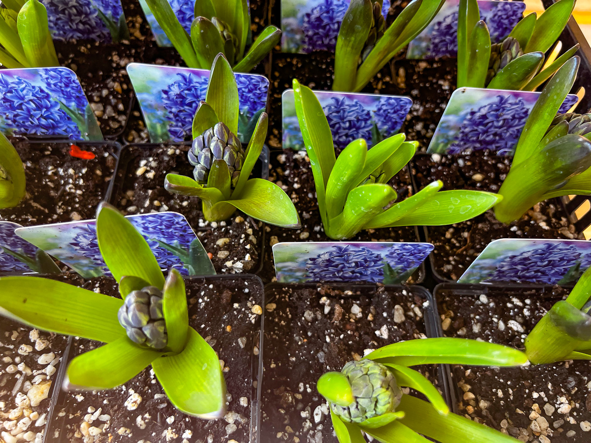 Jericho Nursery | From About Face to Zéphirine Drouhin…