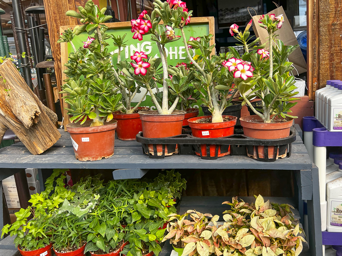 Jericho Nursery | From About Face to Zéphirine Drouhin…