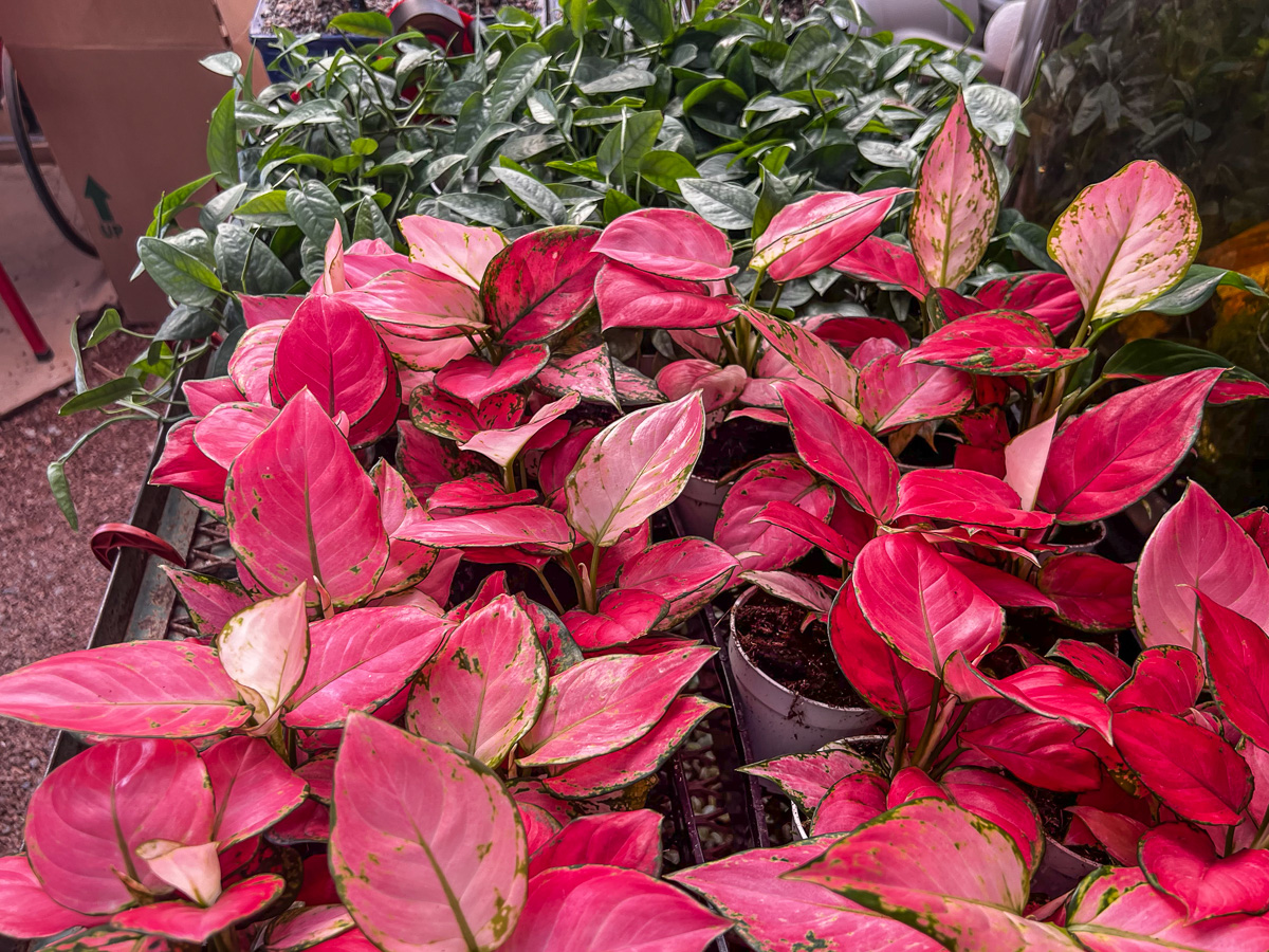 Jericho Nursery | From About Face to Zéphirine Drouhin…