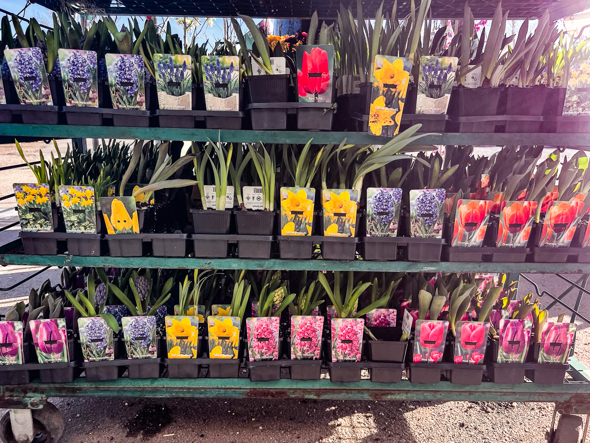 Jericho Nursery | From About Face to Zéphirine Drouhin…