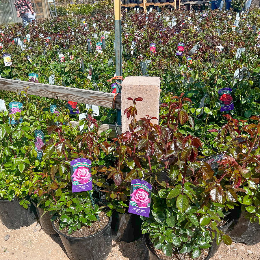 Jericho Nursery | From About Face to Zéphirine Drouhin…