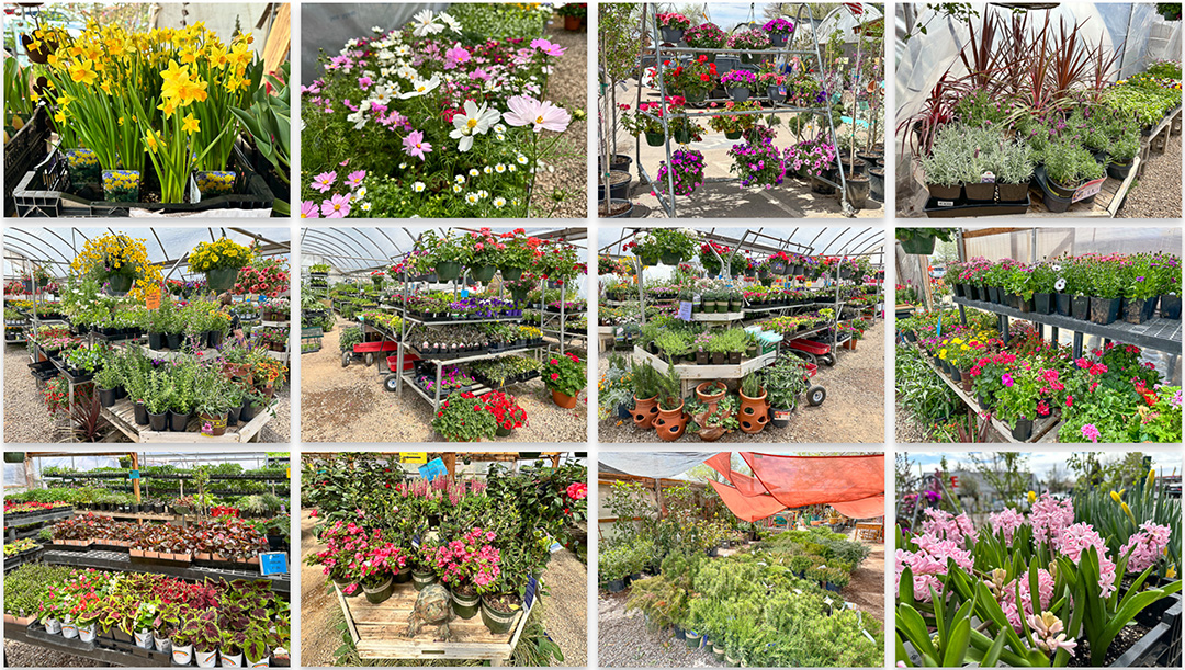 Jericho Nursery | We appreciate your appreciation! Jericho Nursery | We appreciate your appreciation!