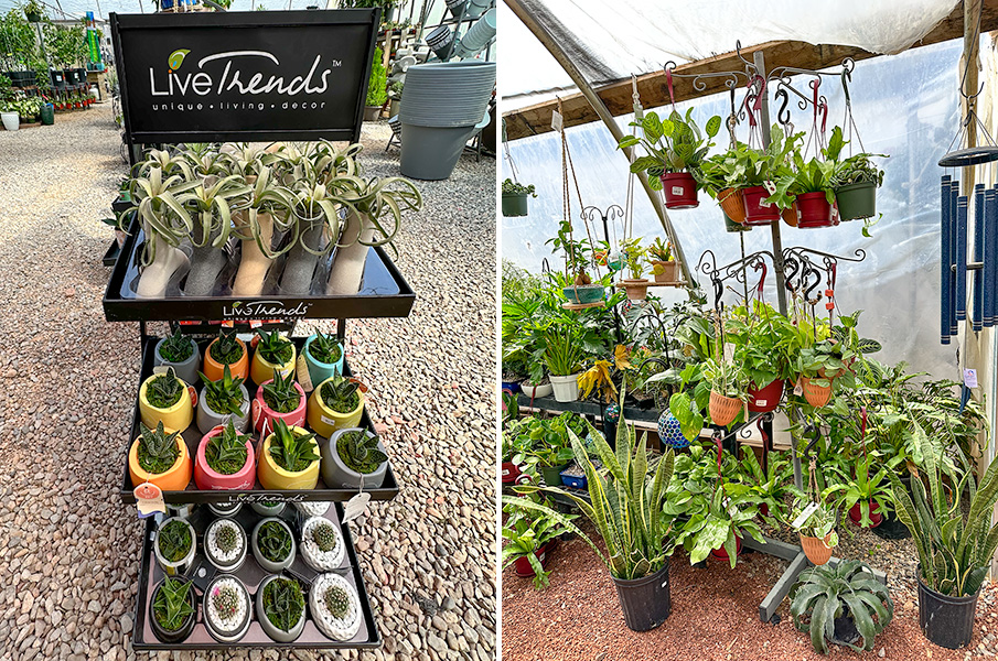 Jericho Nursery | We appreciate your appreciation! Jericho Nursery | We appreciate your appreciation!