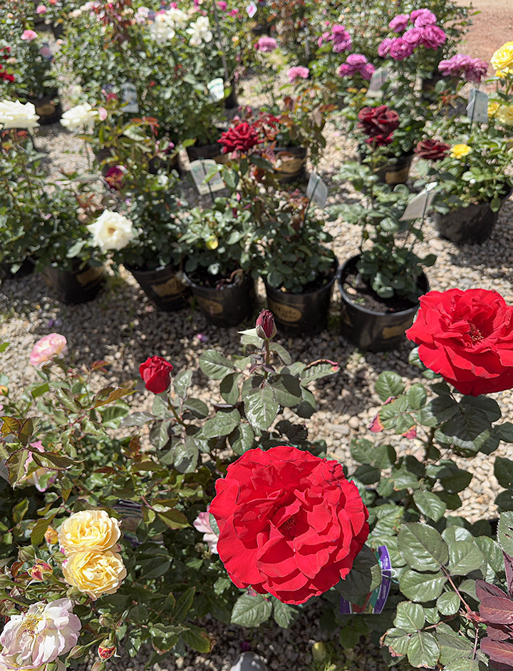 Jericho Nursery | Your Mother Called…