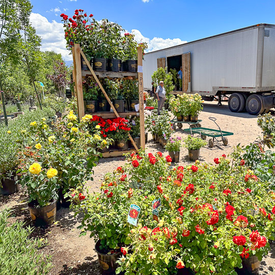 Jericho Nursery | We unloaded a forest yesterday.