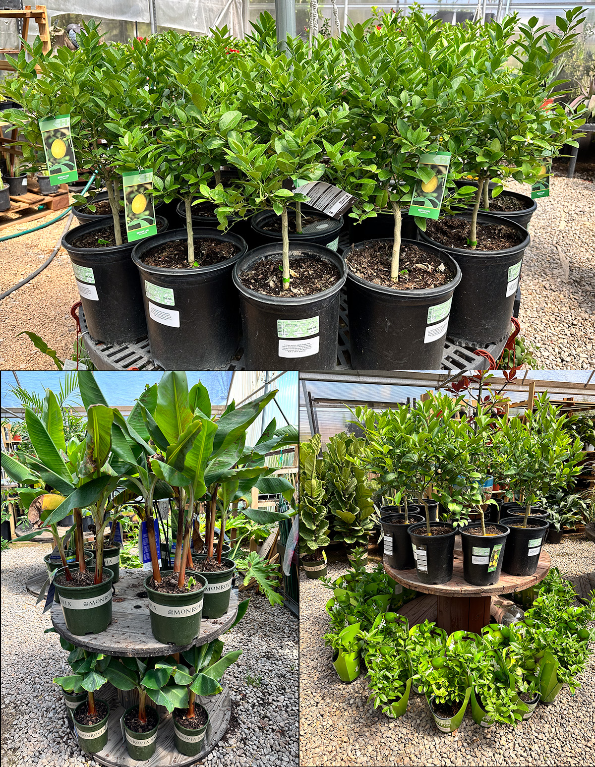 Jericho Nursery | BLOOM BOOM