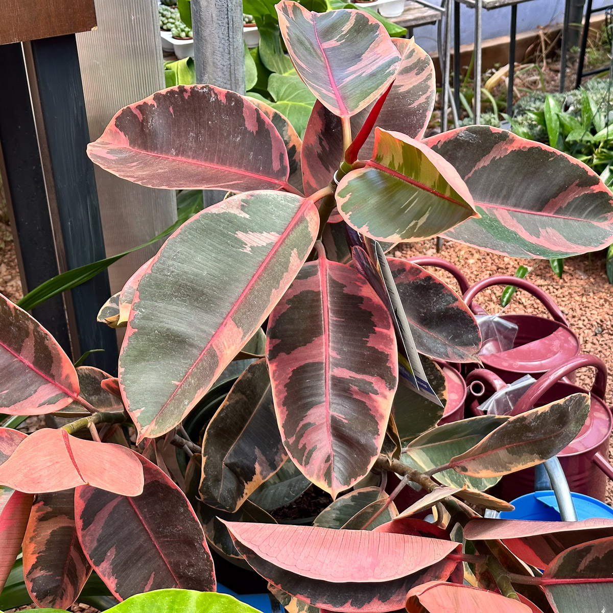 Jericho Nursery | Time to POP the patios and porches!