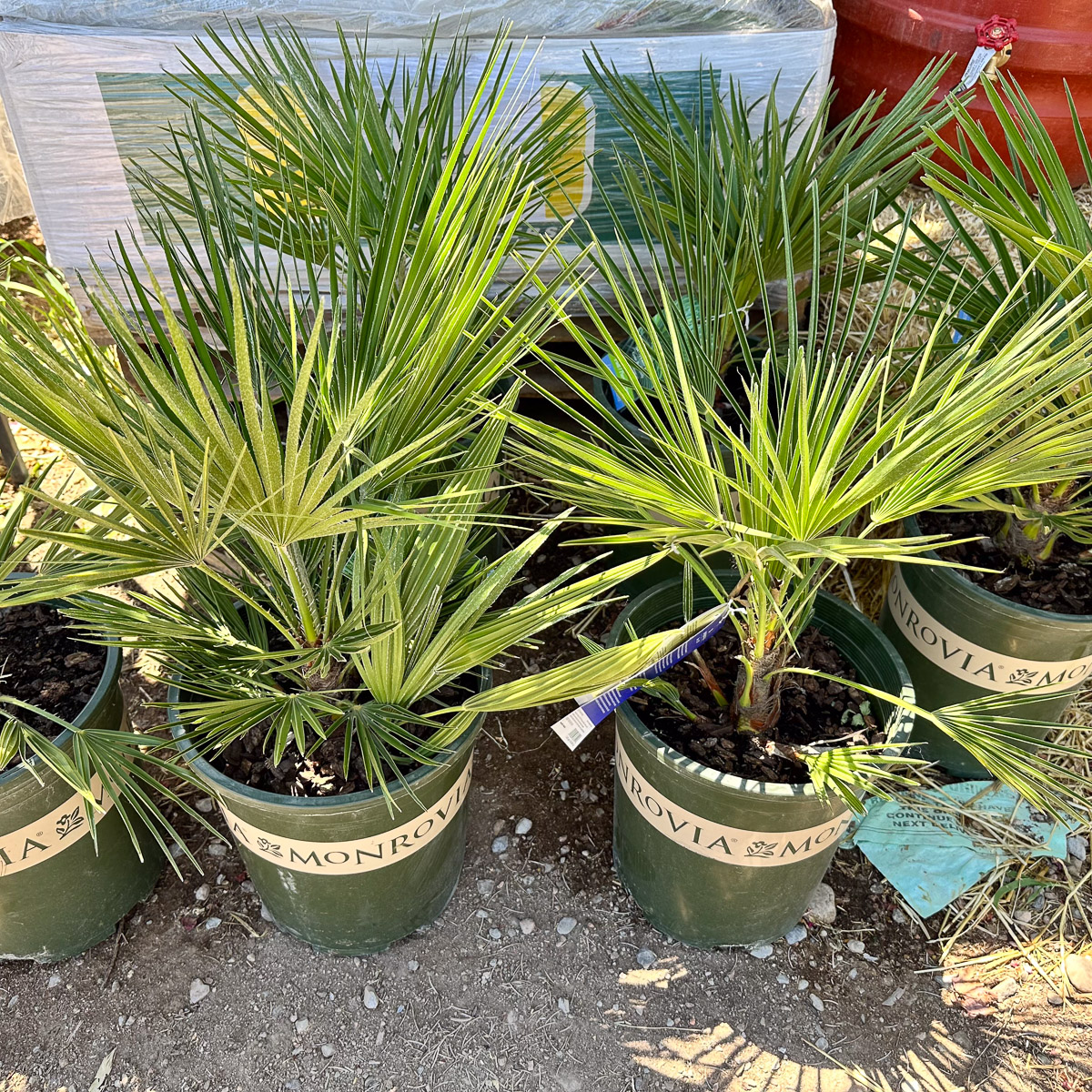 Jericho Nursery | Time to POP the patios and porches!