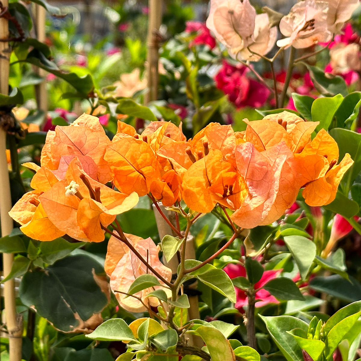 Jericho Nursery | Time to POP the patios and porches!