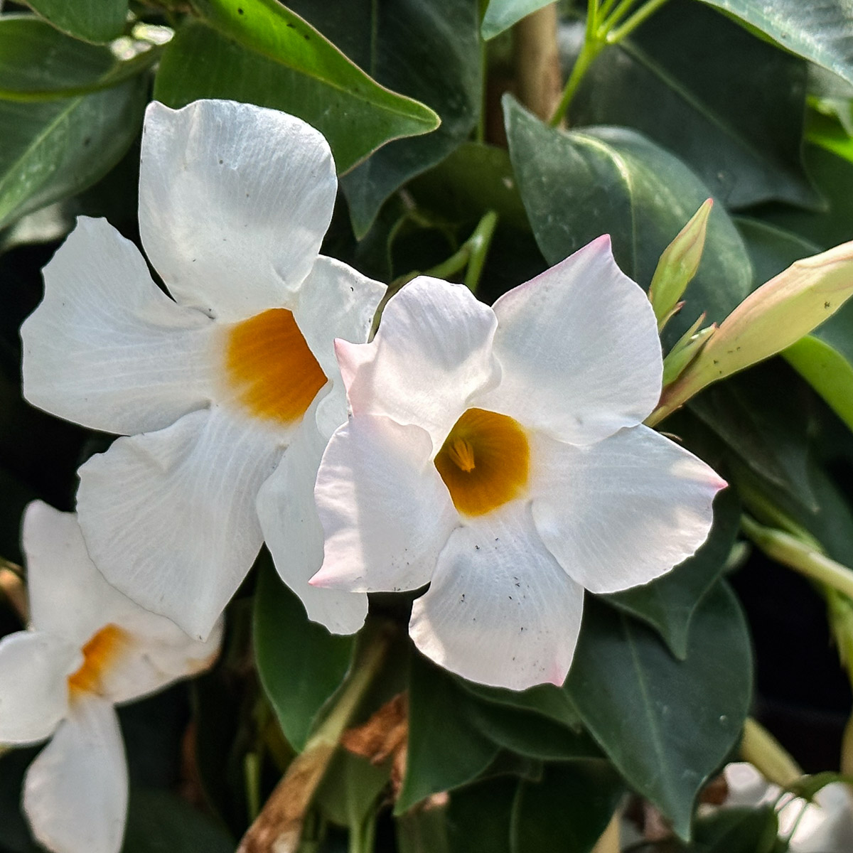 Jericho Nursery | Time to POP the patios and porches!
