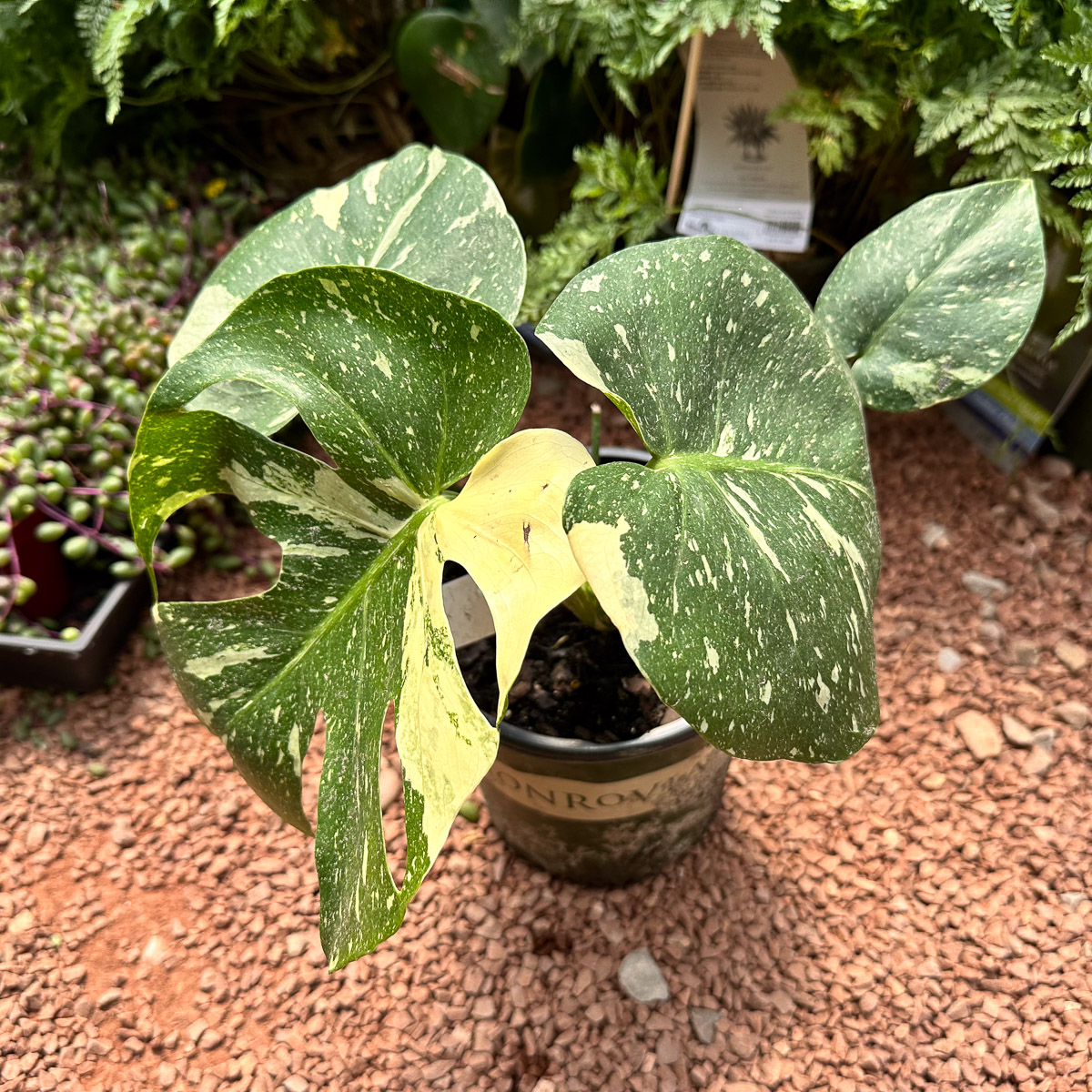 Jericho Nursery | Time to POP the patios and porches!