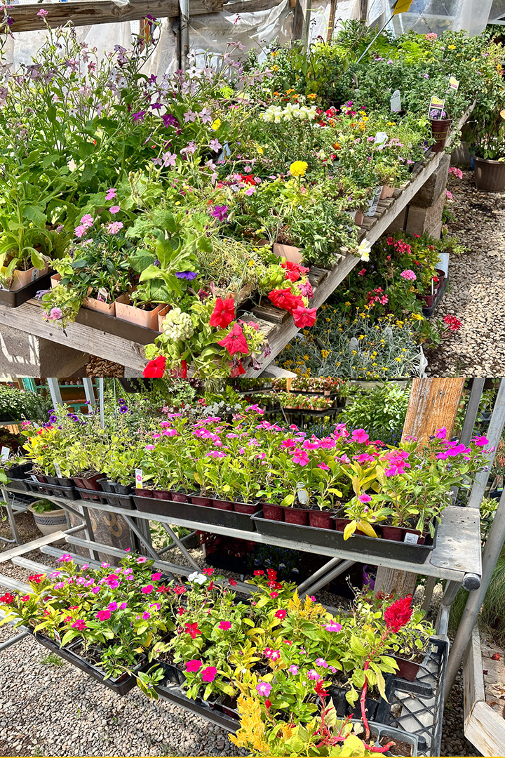 Jericho Nursery | Every solution has its own set of problems. Jericho Nursery | Every solution has its own set of problems.