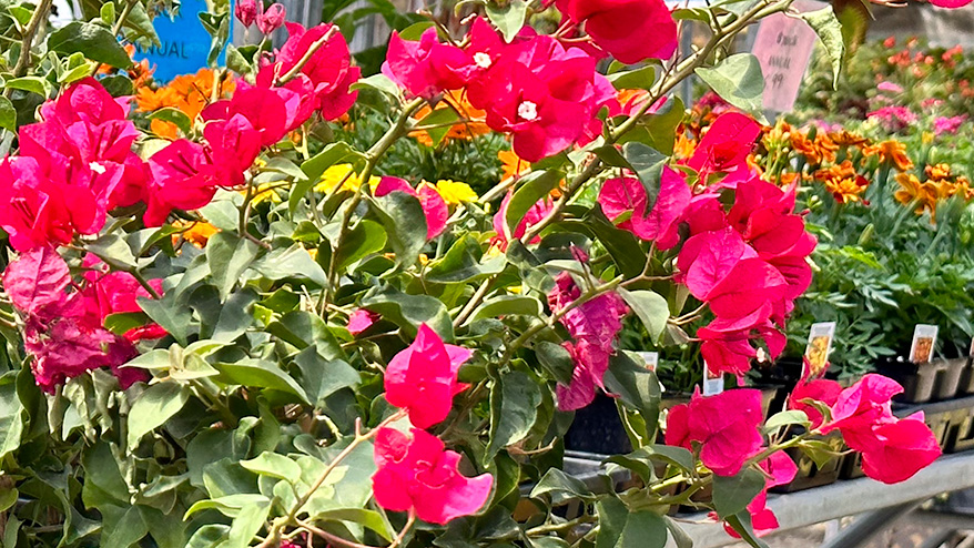 Jericho Nursery | Time to POP the patios and porches!