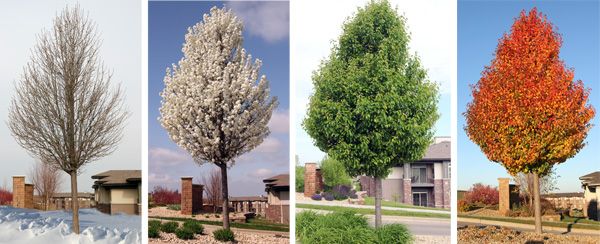 Jericho Nursery | Temps in the 100's = $AVE HUNDRED$