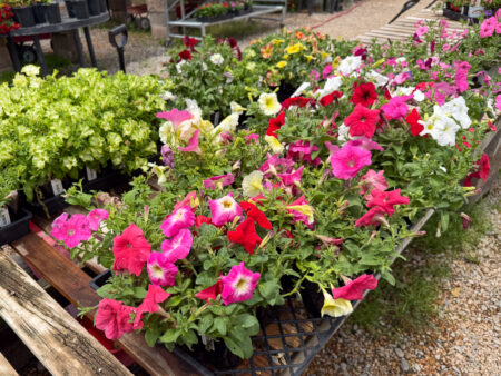 Jericho Nursery | Weekly Specials