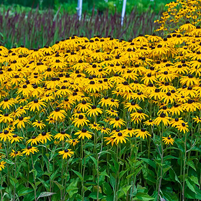 Jericho Nursery | Black Eyed Susan Jericho Nursery | Black Eyed Susan