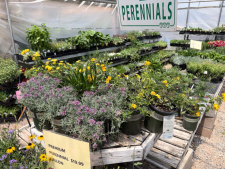 Jericho Nursery | Weekly Specials