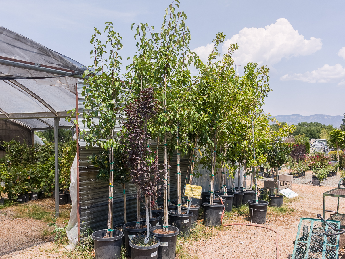 "TALL TEN" Trees