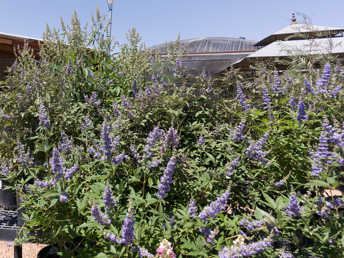 3gal Vitex